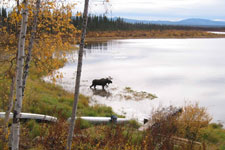A moose walk in Kanuti Lake near the shore, with upside down boats and a small dock in the forground.