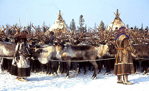 Yamal women and reindeer