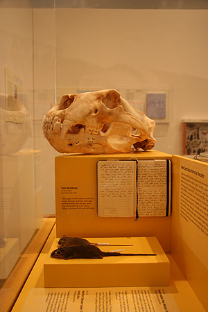 polar bear skull exhibit