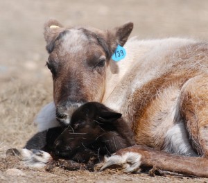Photo by PJ Soden.  Lightning, a female reindeer at the Fairbanks Experiment Farm, rests with her newborn calf on Thursday, April 22 at the farm on the UAF campus.
