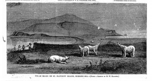 A drawing of polar bears on St. Matthew Island that appeared in Harper's Weekly Journal of Civilization in 1875.
