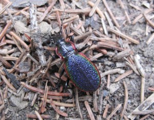 A beetle, species unknown, in a Fairbanks backyard.                             Photo by Ned Rozell.