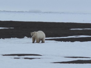 A polar bear near Barrow.  Photo by Ned Rozell.