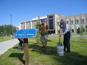 Bev Wheeler helps plant a birch tree in honor of her late husband, Robert Wheeler. Photo courtesy Nancy Tarnai.