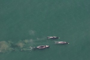 NOAA photo by Craig George..  Three bowhead whales feeding north of Barrow on large concentrations of krill.
