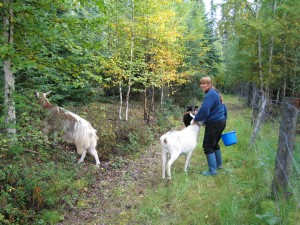Nancy Tarnai photo.. Jane Hocking herds goats at her Salcha farm. 