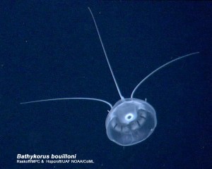 Photo by Russ Hopcroft. A new species of jellyfish, called Bathykorus bouilloni, discovered by ArcOD scientists.