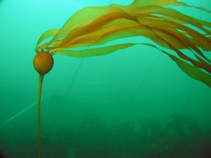 Photo by Brenda Konar. This photo of Nereocystis luetkeana, a species of kelp, was taken along a NaGISA transect line.