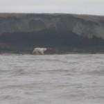 Photo by Stacey Fritz.. A polar bear that pursued Stacey Fritz and Ryan Tinsley as they were on a canoe trip to research DEW Line sites.