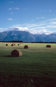 Cooperative Extension Service photo.  Three-fourths of agricultural acreage in Alaska is planted in forage crops, such as this Palmer hayfield.
