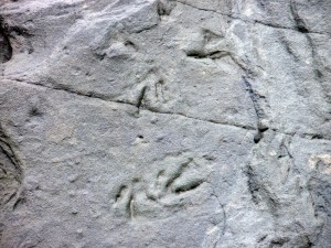 Photo by Kevin May, UA Museum of the North. Therapod tracks from the expedition to Chignik Bay