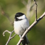 Photo by Donna Dewhurst, US Fish and Wildlife Service..  A black-capped chickadee.