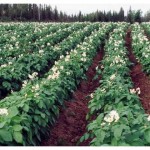 Photo courtesy of Ebbesson Farms..  Ebbesson Farms potato fields are a work of art in the summer.