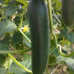Photo courtesy Nanci Tarnai. A healthy cucumber.