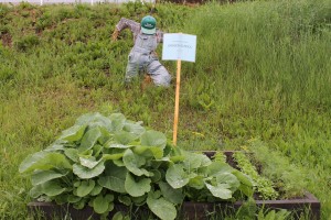 When schoolchildren visit Risse Greenhouse in the spring they get to help plant a mini-garden.