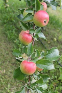 Photo by Nancy Tarnai. The Prairie Sun is a particularly pretty variety of apple in Lammers' orchard.