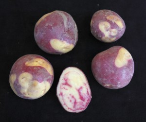 UAF photo by Jeff Smeenk. The 29-6 potato is pictured with its colorful skin and flesh.