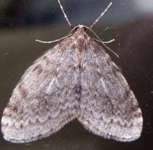 Photo by Michael Rasy. A Bruce spanworm moth is one of two species of geometrid moths defoliating vegetation on the Kenai Peninsula, Anchorage and Mat-Su areas.