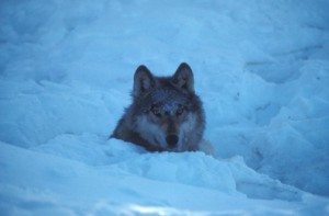 Photo courtesy U.S. Fish and Wildlife Service. An Alaska wolf on the Kenai National Wildlife Refuge.