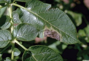 Photo by Howard F. Schwartz, Colorado State University, Bugwood.org. A late blight lesion shows on a potato leaf.