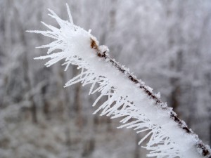 Photo by Ned Rozell. Rime frost on a twig off Alaska's Elliot Highway in October.