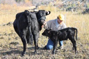 Photo by Nancy Tarnai. David Poppe with a newborn calf on Sept. 27.