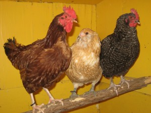 Photo by Mara Bacsujlaky. Three chickens roost in Mara Bacsujlaky's chicken coop near Fairbanks. 