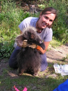 Photo courtesy of Jessy Coltrane. Jessy Coltrane and the subject of her doctoral research, the porcupine.