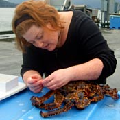Jennifer Stoutamore prepares crab samples for analysis.
