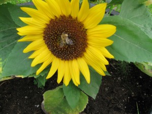 Photo courtesy of Queen's Way Apiaries. A bee settles onto a sunflower at Queen's Way Apiaries.
