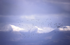 Photo by Bob Gill. A flock of bar tailed godwits departs Alaska in September from Nelson Lagoon on the Alaska Peninsula.