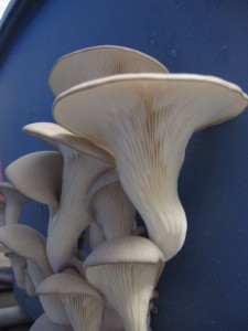 Photo courtesy of Golden Umbrella Mushrooms. The oyster mushroom has a graceful elegance.