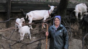 Photo by Nancy Tarnai Ginger Meta with goats at one of the farms she volunteered at during the past year.