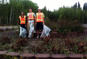 Office of Sustainability student workers Alexander Bergman, Jeric Quilza, and Rodney Carpluk began removing bird vetch on the UAF campus.