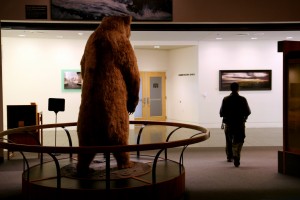 Photo by Ken Bergman. This visitor's photo of Otto the Bear will be included in a montage used to promote an upcoming exhibit at the University of Alaska Museum of the North, Hibernation and the Science of Cold. Photo by Ken Bergman