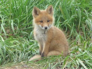 Photo by Ned Rozell. A red fox pup on St. Matthew Island