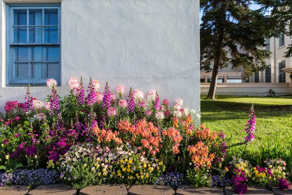 Volunteers and the grounds crew from Facilities Services plant flowers across the Troth Yeddha' Campus every year, including this flower bed in front of Signers' Hall. UAF photo by JR Ancheta.