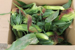Photo by Nancy Tarnai. Corn ready to shuck and cook.