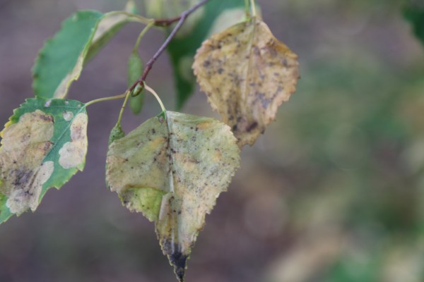 Photo courtesy Glenn Juday. Damaged birch leaves.