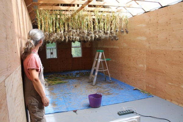 Maggie Hallam looks at garlic drying at Cripple Creek Organics. (Nancy Tarnai photo)
