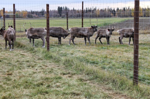 Reindeer calves at UAF now have full-blown monikers instead of just numbers.