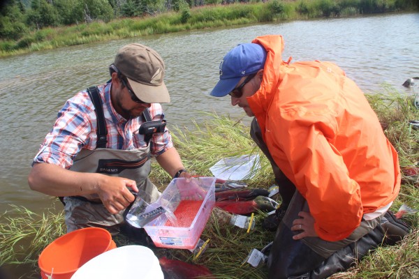 Photo by Donna Hauser. Peter Westley, right, and Morgan Sparks prepare salmon eggs collected during a research trip to Bristol Bay in 2016. Westley has created a new online course that takes a deep dive into the relationships between salmon and people.