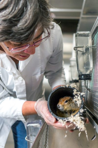 UAF photo by Todd Paris. Jeanette Moore, a UAF Institute of Arctic Biology research professional, holds an arctic ground squirrel in 2016.