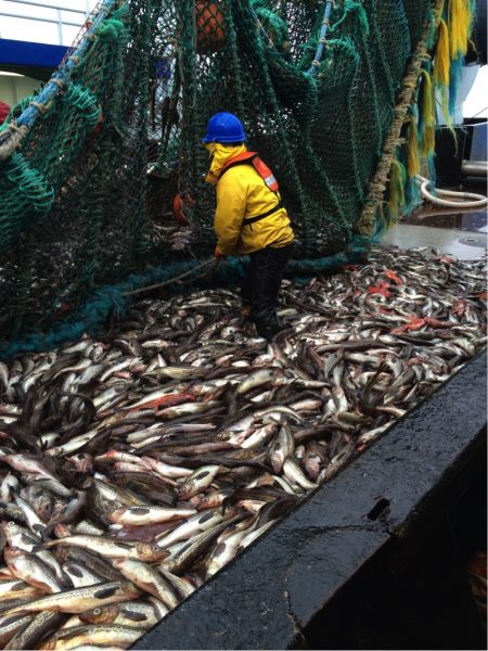 Photo courtesy of Alaska Sea Grant. University of Alaska Fairbanks graduate student Jordan Watson conducts research on vessel responses to environmental variability in the Bering Sea pollock fishery.