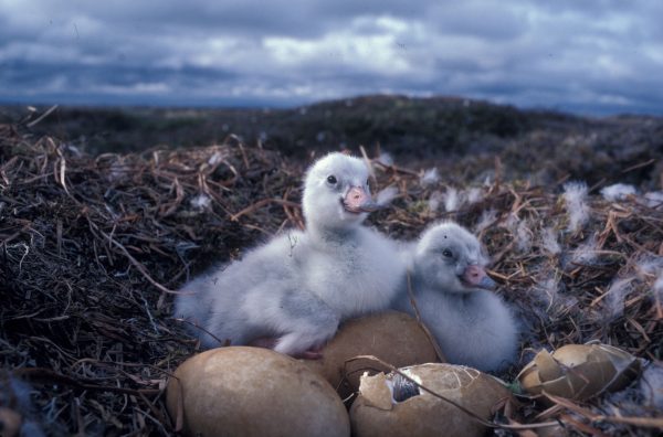 Photo by Craig Ely.  Cygnets, newly hatched tundra swans, peer from a nest in western Alaska.