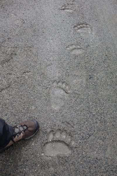 Photo by Ned Rozell.  A grizzly bear track on the path of the trans-Alaska pipeline.