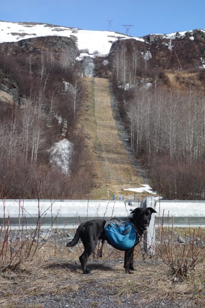 Photo by Ned Rozell. Cora, a Lab/blue heeler mix, stands near the pipeline's path up Thompson Pass northeast of Valdez. She and Ned Rozell walked the Richardson Highway instead.