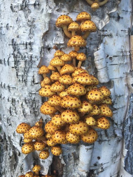  Photo by Martha Springer. Pholiota auravella is one of several species of mushroom referred to as golden pholiota. Mushroom expert Gary Laursen said some people are able to eat this mushroom but others experience gastrointestinal upset.