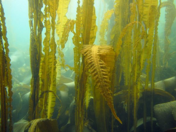 Photo by Brenda Konar.  Ribbon kelp creates a forest in the Aleutians Islands. An upcoming exhibit at the Museum of the Aleutians in Unalaska will explore such coastal environments and human dependence upon them.