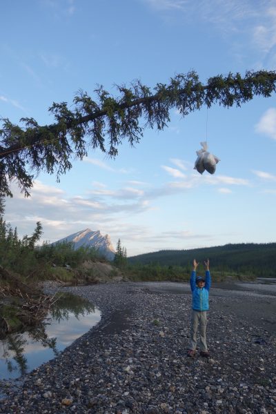 Photo by Ned Rozell.  Ten-year-old Anna Rozell shows a food storage method available at a campsite near the northern treeline in Alaska.